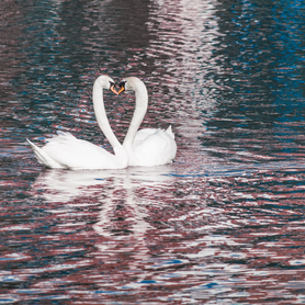 Picture of two swans facing each other to form a heart